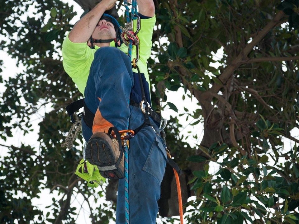 Qualified arborist working in a mature tree during a risk assessment in South Lanarkshire