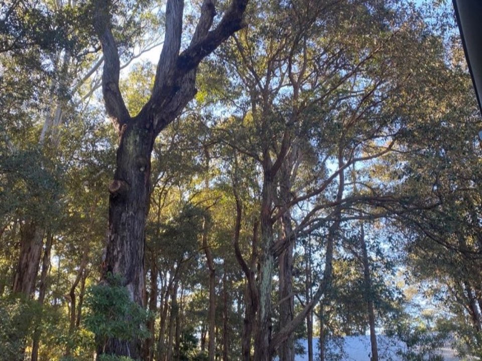 Mature trees in a South Lanarkshire parkland setting due for routine re-inspection